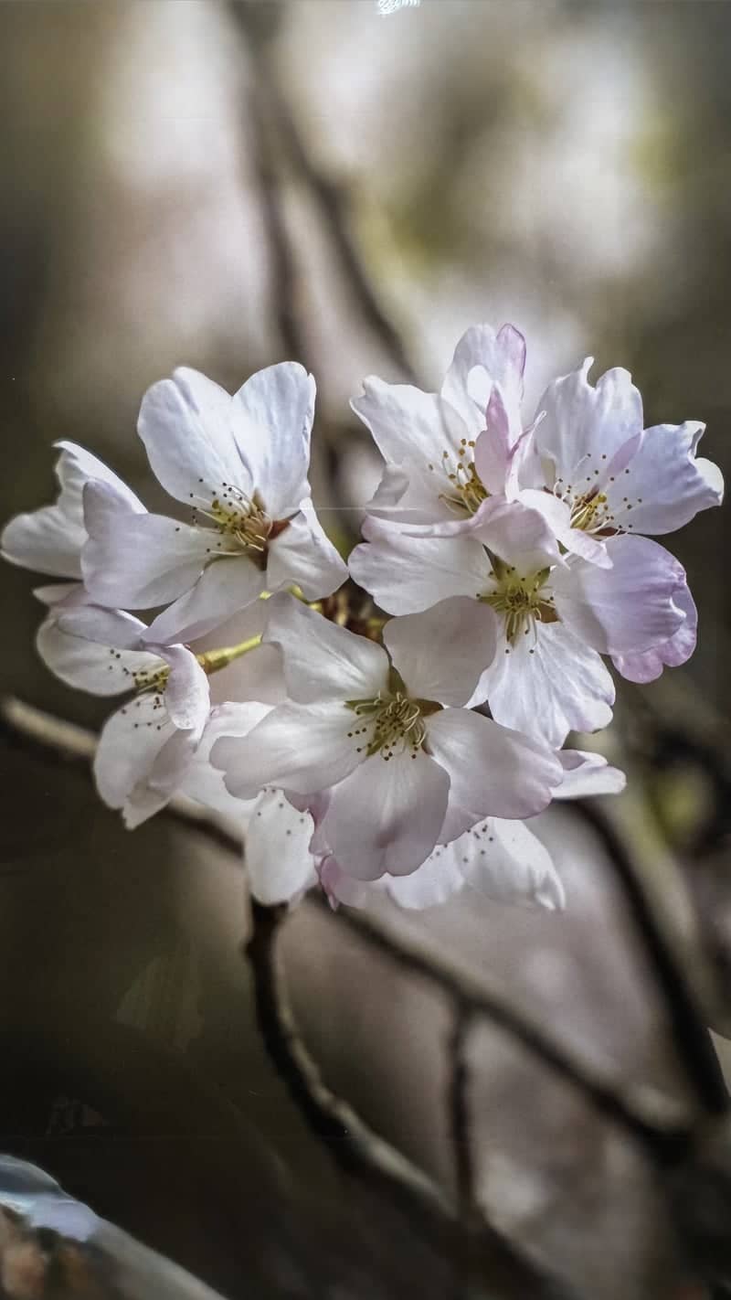 Rockne Street Cherry Blossoms - Image 1