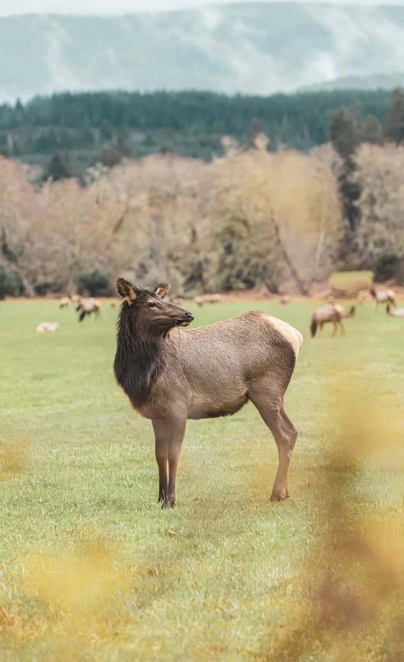 Nehalem Highway Elk Pasture - Image 1
