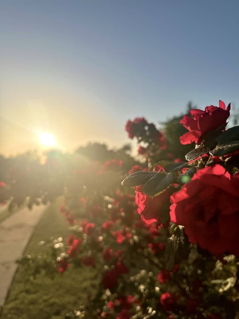 Santa Fe Avenue Rose Garden - Image 1