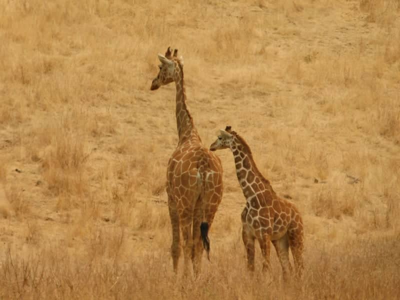 Wildlife Safari - Image 1