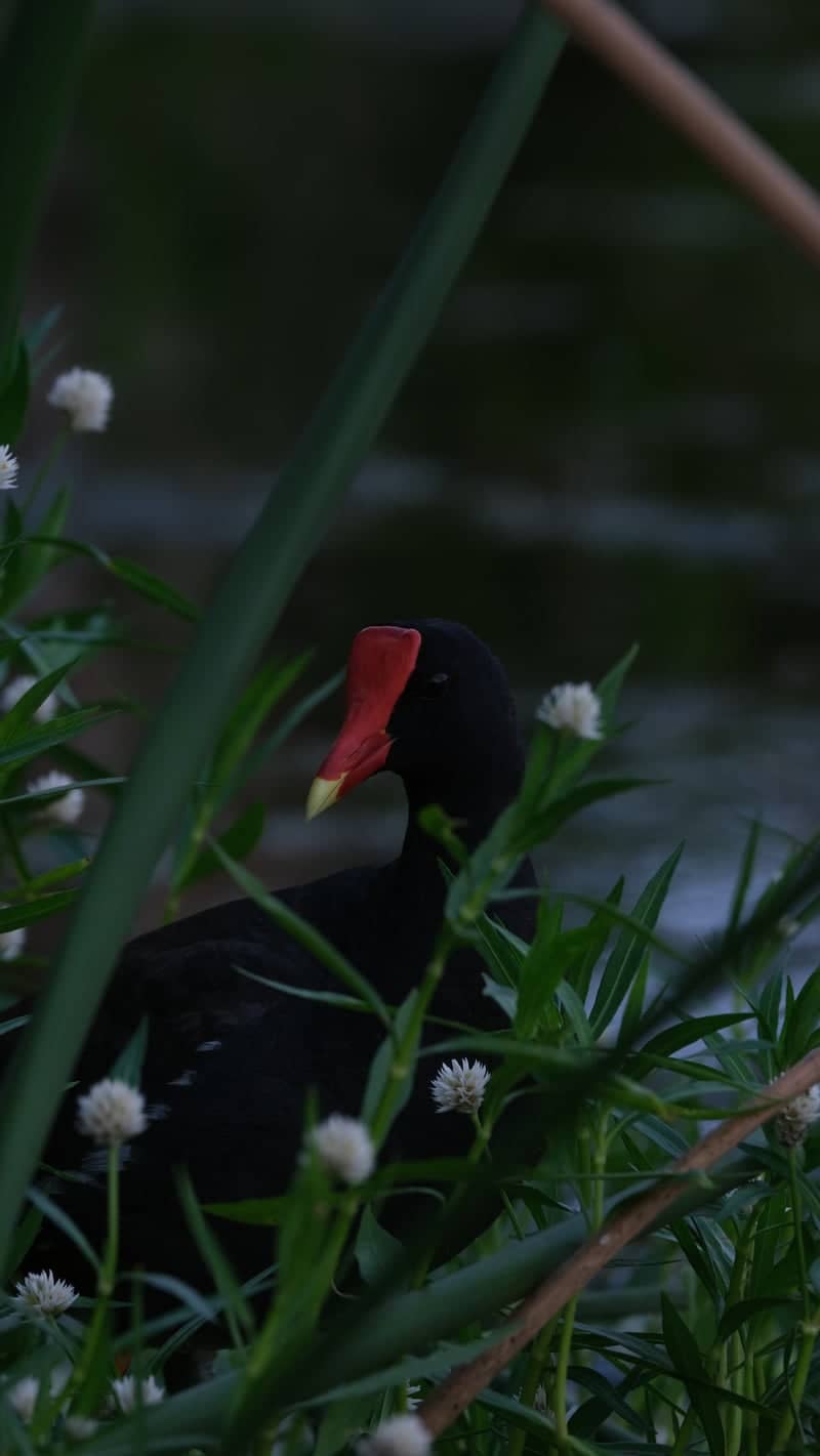 Clam Bayou Nature Park - Image 1