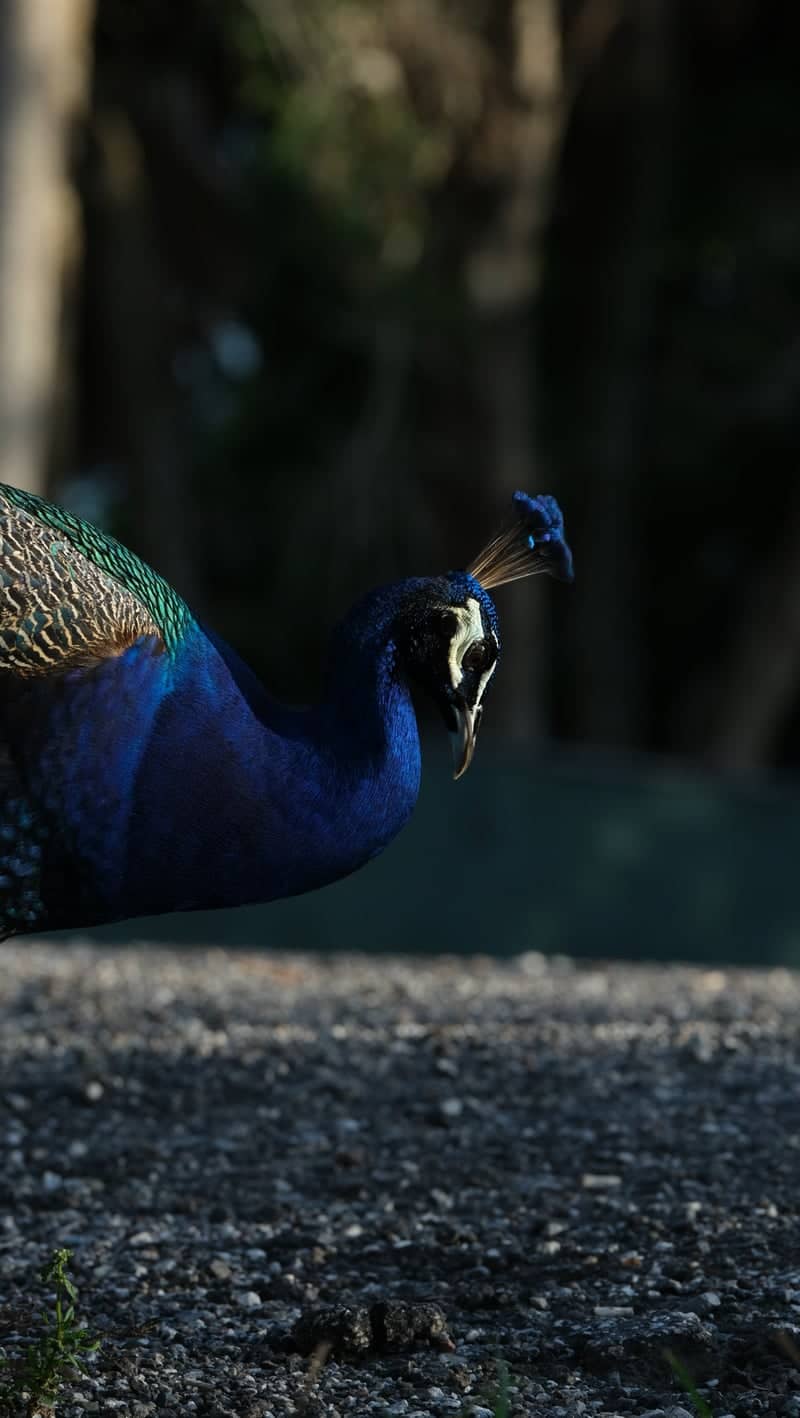 Abercrombie Park Peacocks - Image 1
