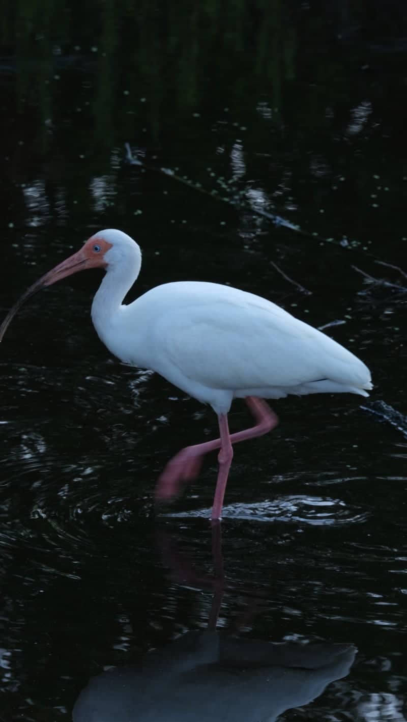 Clam Bayou Nature Park - Image 1