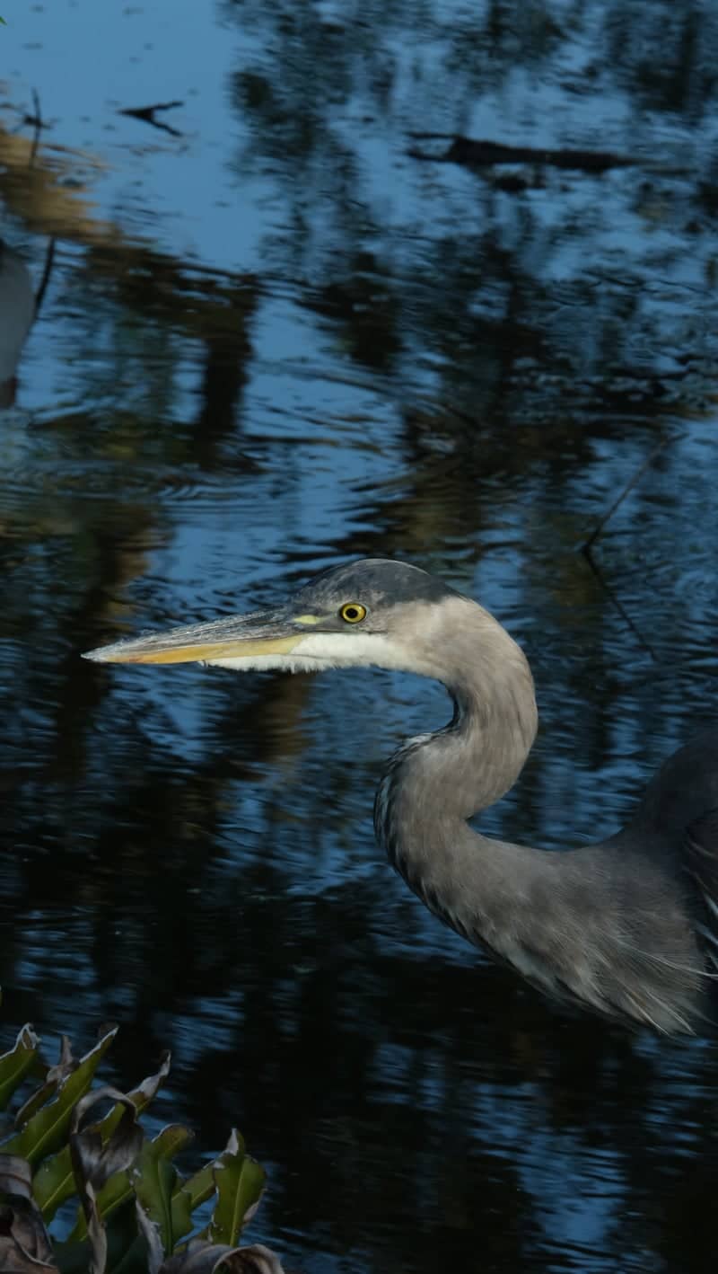 Clam Bayou Nature Park - Image 1