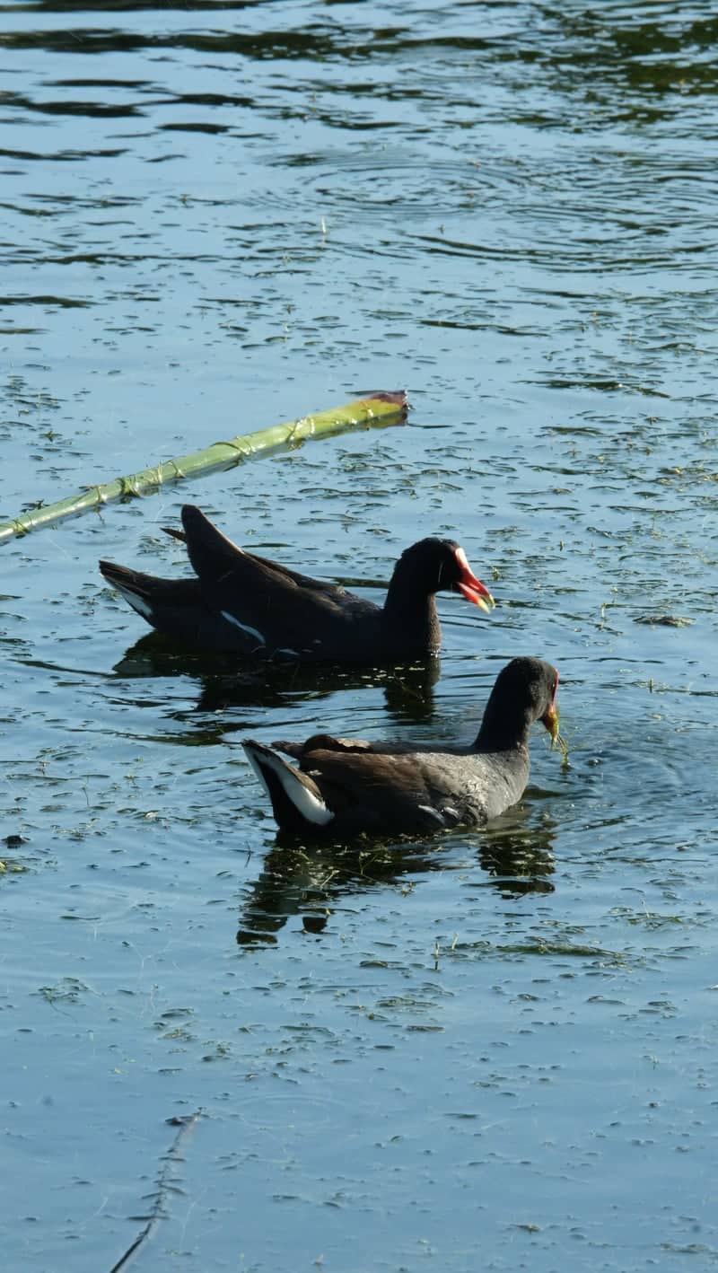 Clam Bayou Nature Park - Image 1