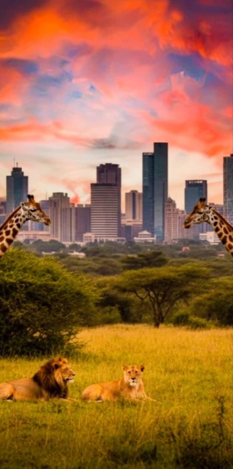 Nairobi National Park - Image 1