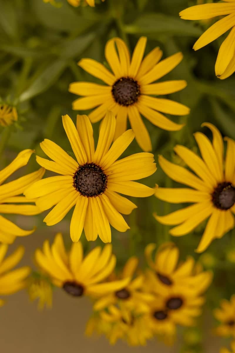 Thompson Falls Wildflower Garden - Image 1