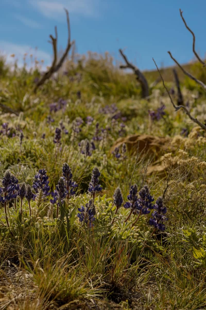 Carlin Wildflower Hills - Image 1