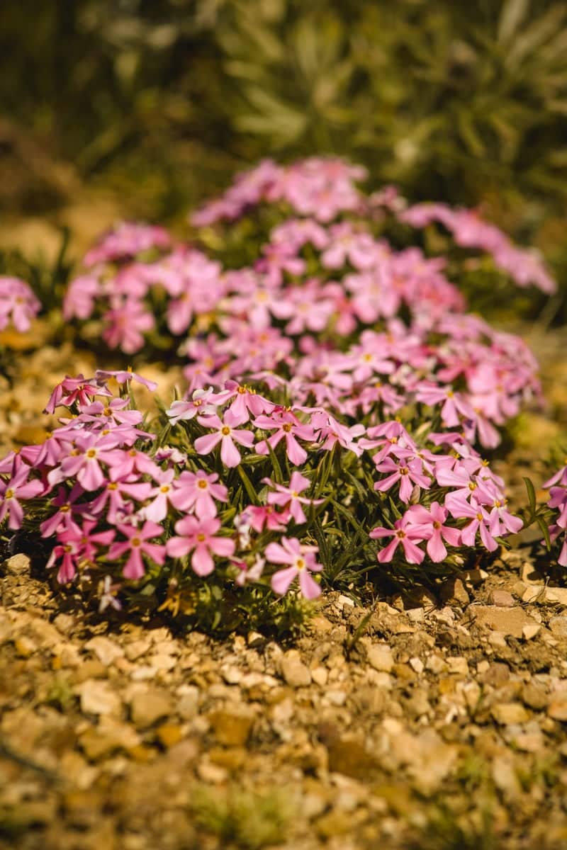 Shoshone Range Wildflowers - Image 1