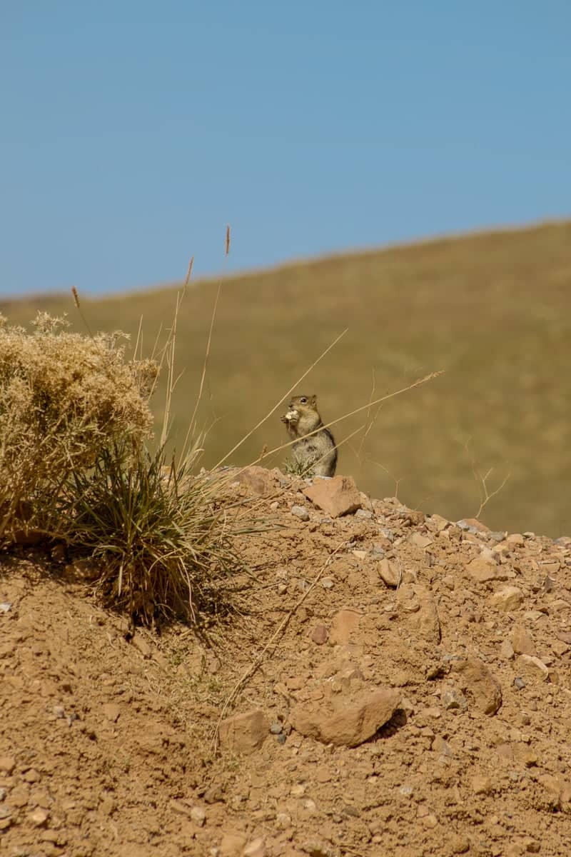 Beowawe High Desert - Image 1