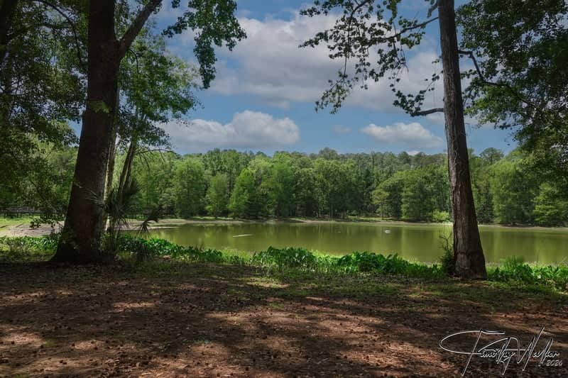 Tallahassee Woodland Pond - Image 1