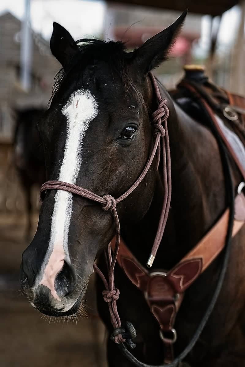 Fort Worth Stockyards - Image 1