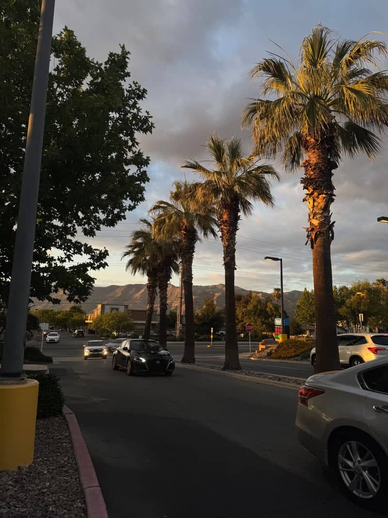San Jacinto Avenue Palms - Image 1