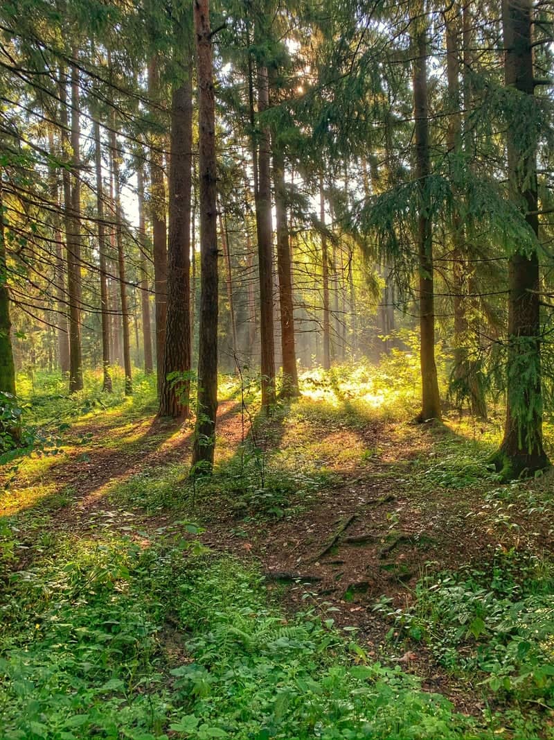 Gorensky Forest Park - Image 1