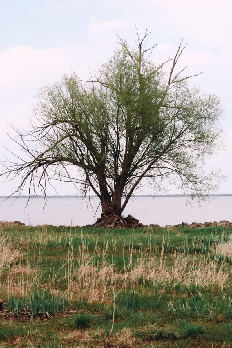 Lake Erie Shoreline at South Rockwood - Image 1