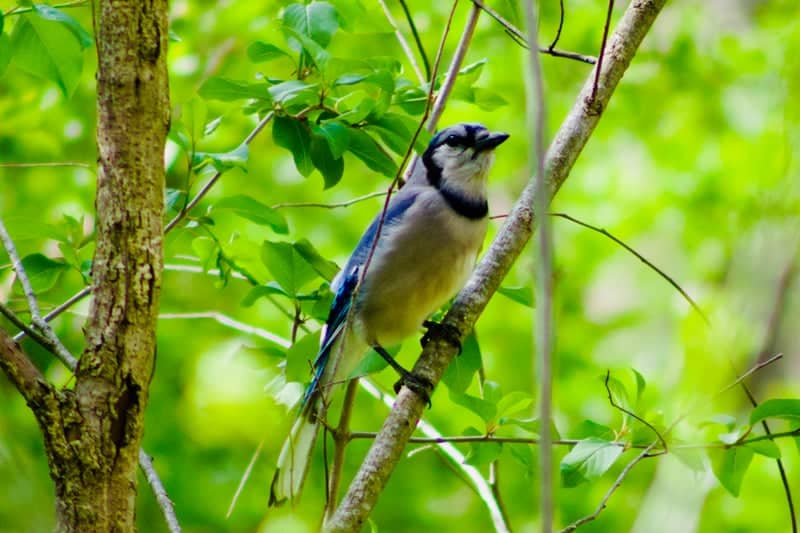 Firestone Metro Park - Image 1