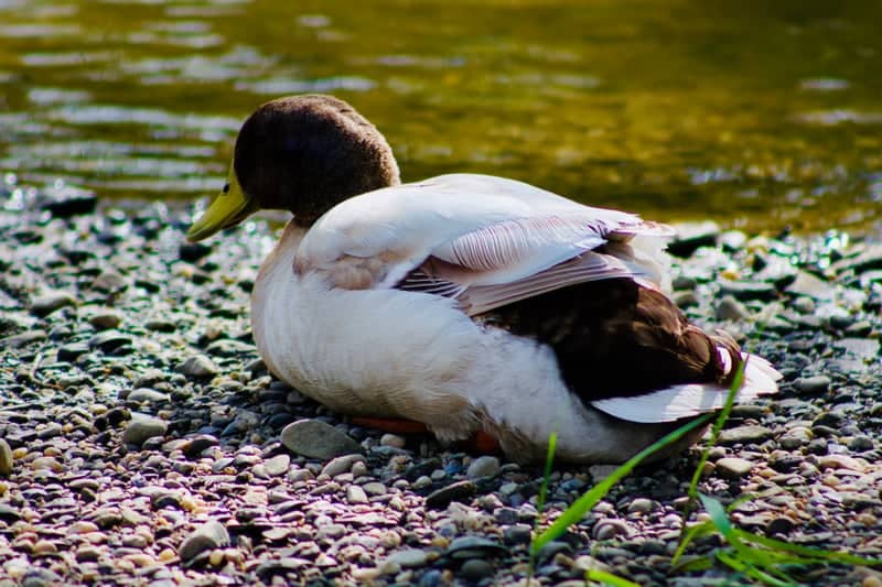 Firestone Metro Park - Image 1