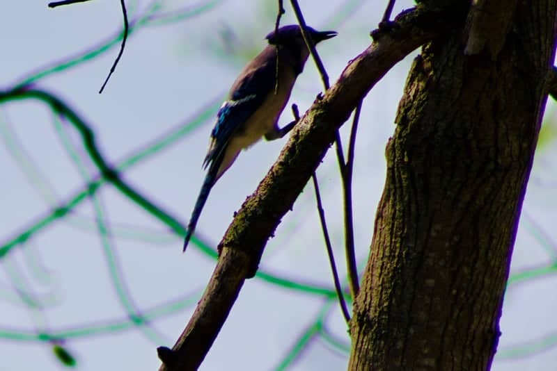 Firestone Metro Park Woodlands - Image 1