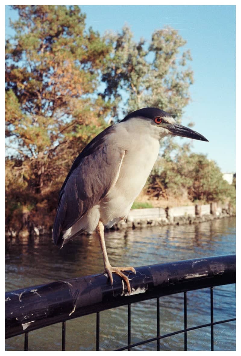 Lake Merritt Bird Sanctuary - Image 1