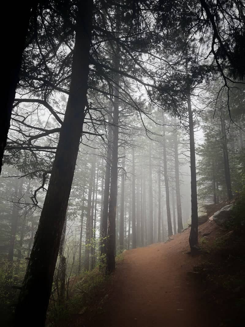 Misty Pine Forest Trail - Image 1