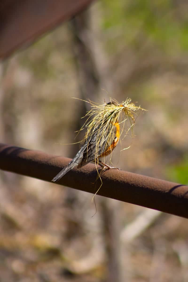 Homer Wildlife Spot - Image 1