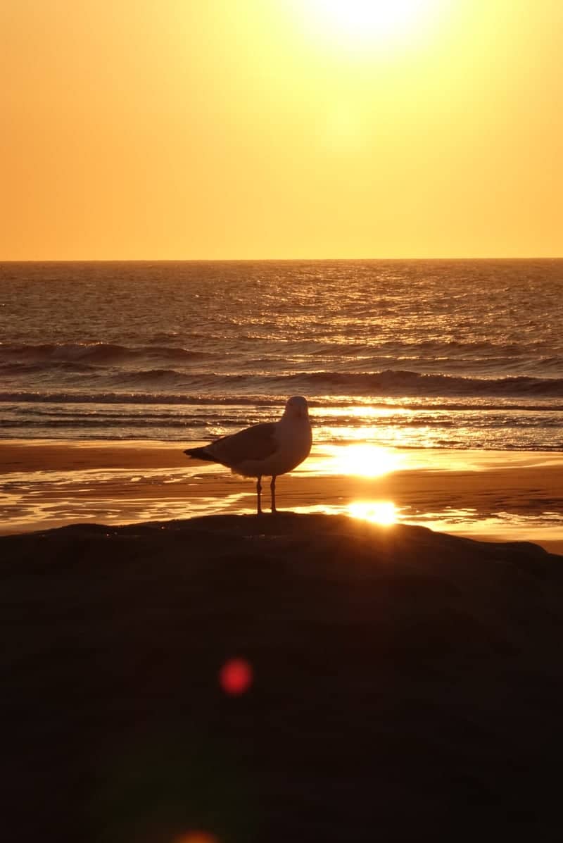 Ostend Beach - Image 1