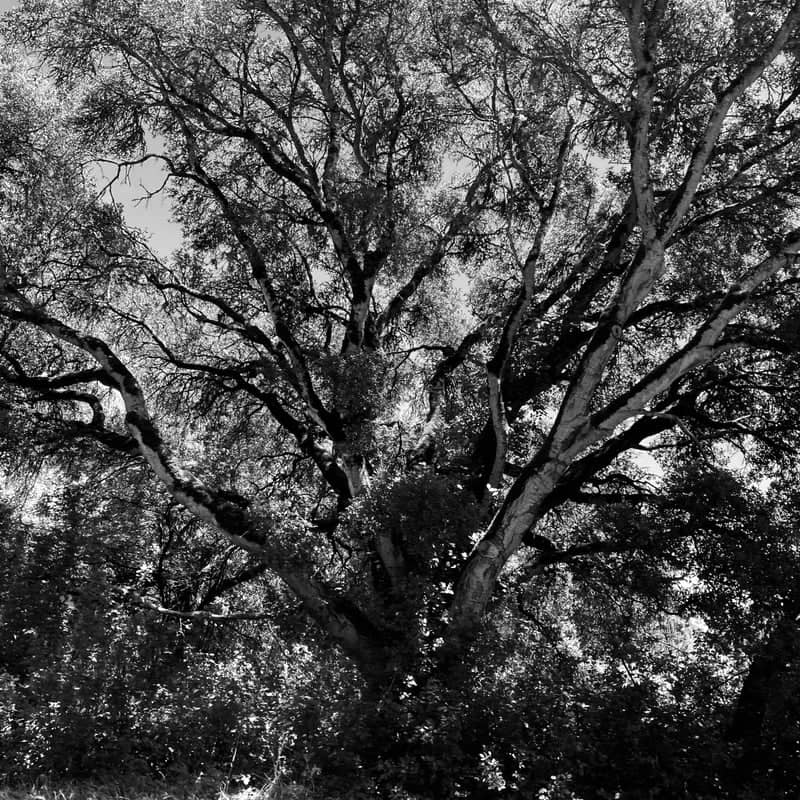 Crystal Springs Woodland - Image 1