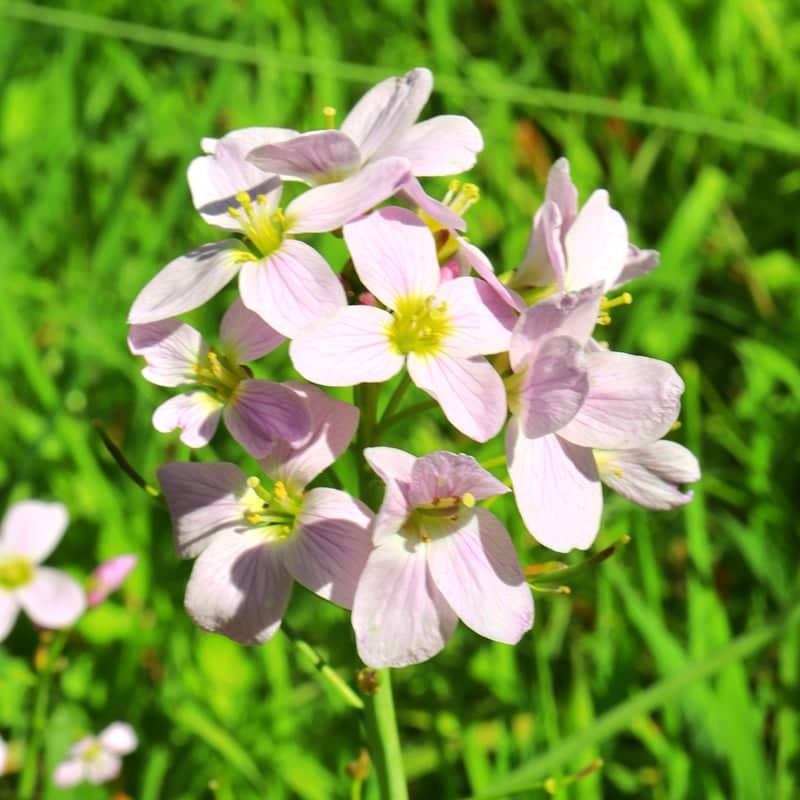 Scaynes Hill Wildflower Meadow - Image 1