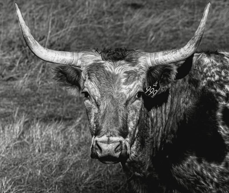Dickinson Prairie Ranchlands - Image 1