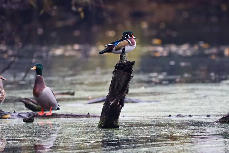 Lisle Community Park Pond - Image 1