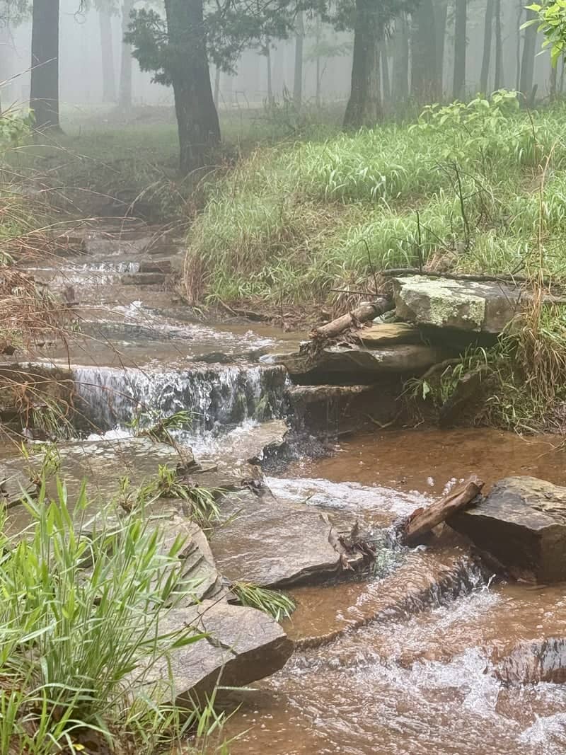 Mount Nebo Forest Stream - Image 1