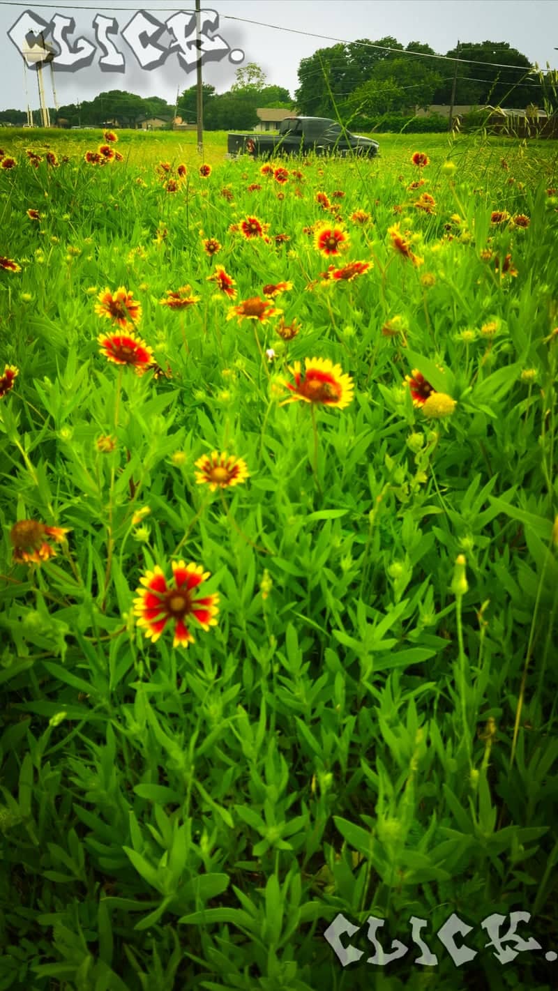 The Colony Wildflower Meadow - Image 1