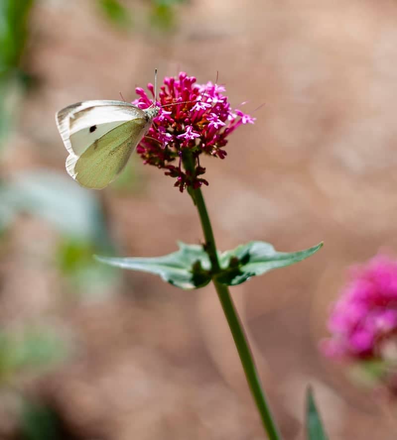 UNM Campus Gardens - Image 1