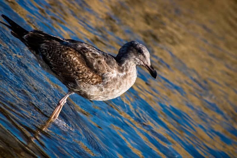 Morro Bay Waterfront - Image 1