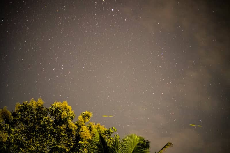 Kerala Night Sky Over Tropical Canopy - Image 1