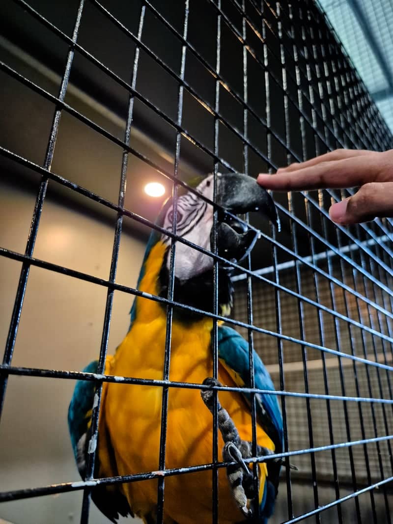 Mango Meadows Bird Park - Image 1