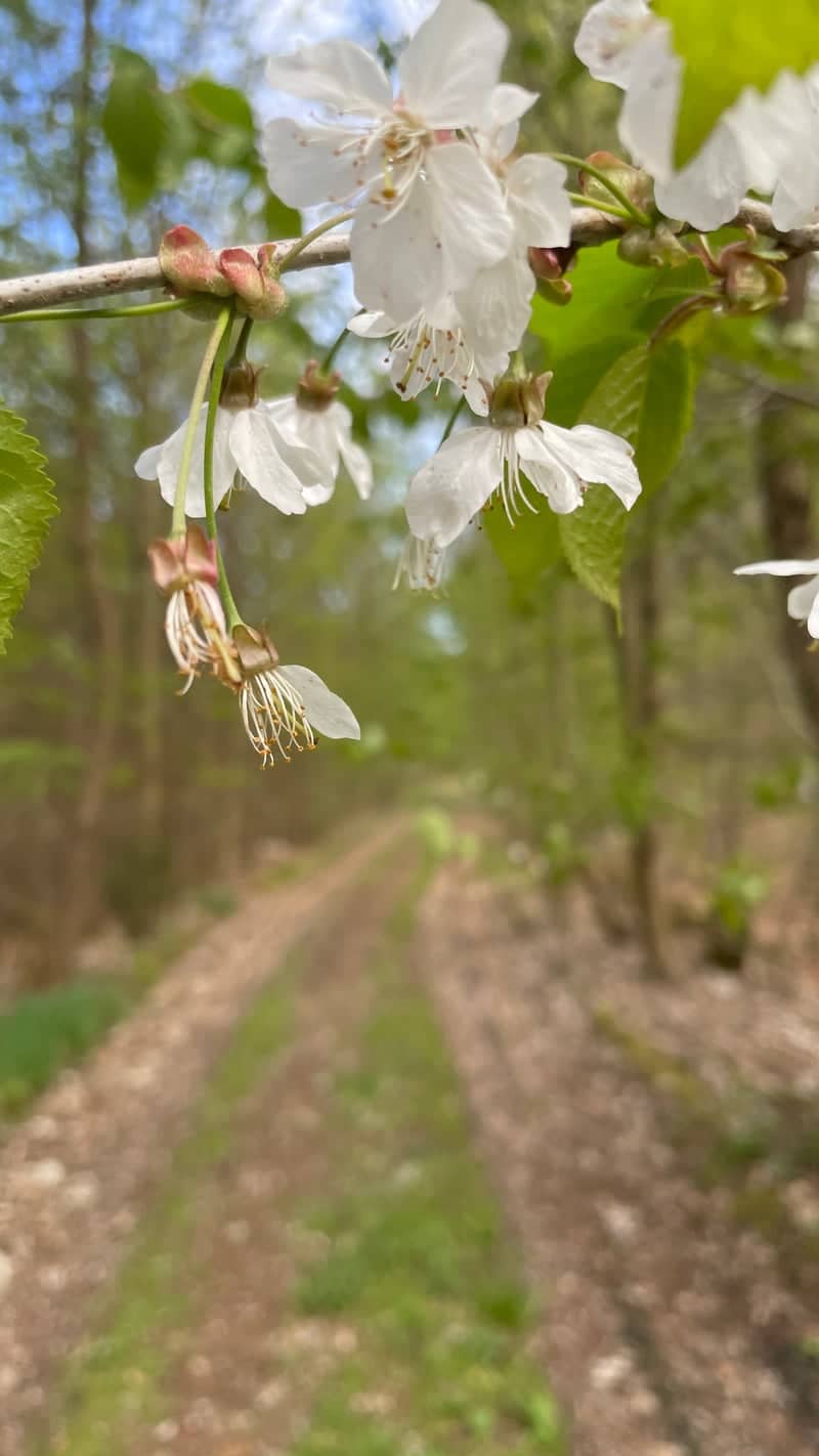 Ebstorf Woodland Trail - Image 1