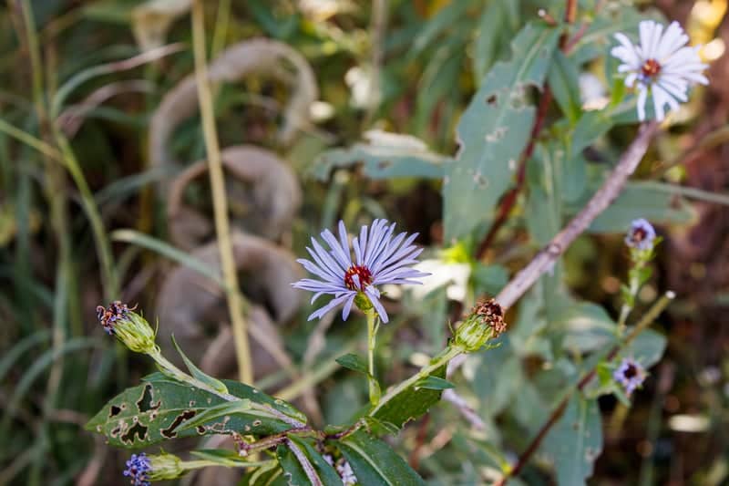 Appalachian State University Nature Trails - Image 1