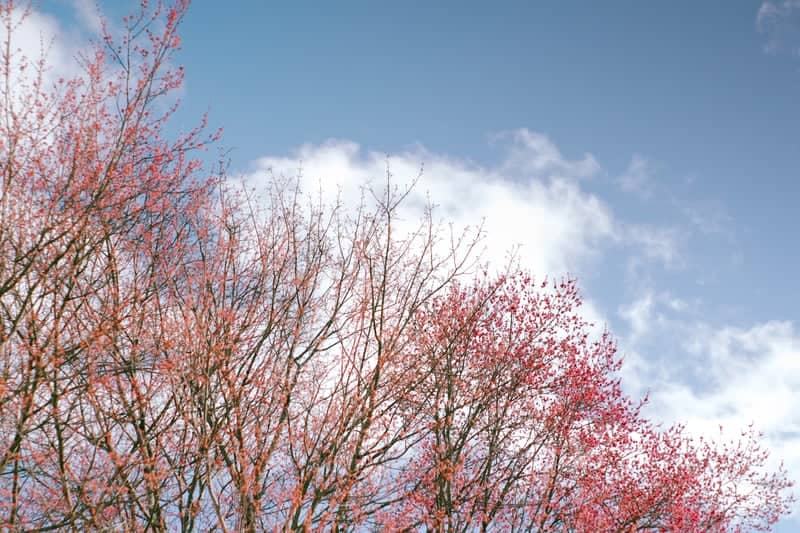 Basswood Avenue Spring Trees - Image 1