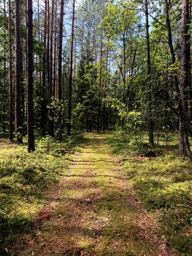 Białowieża Forest Trail near Sacharewo - Image 1