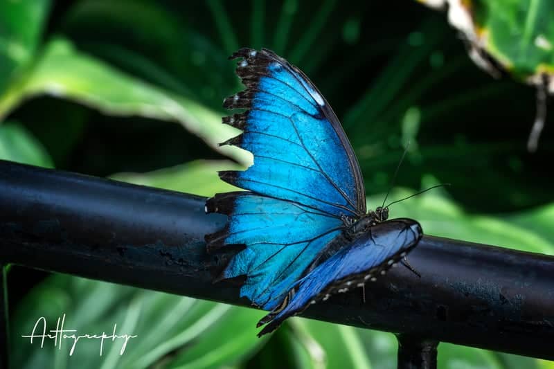 Cecil B. Day Butterfly Center - Image 1