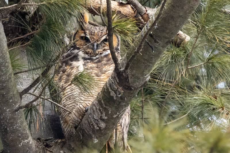 McHenry Wooded Owl Habitat - Image 1