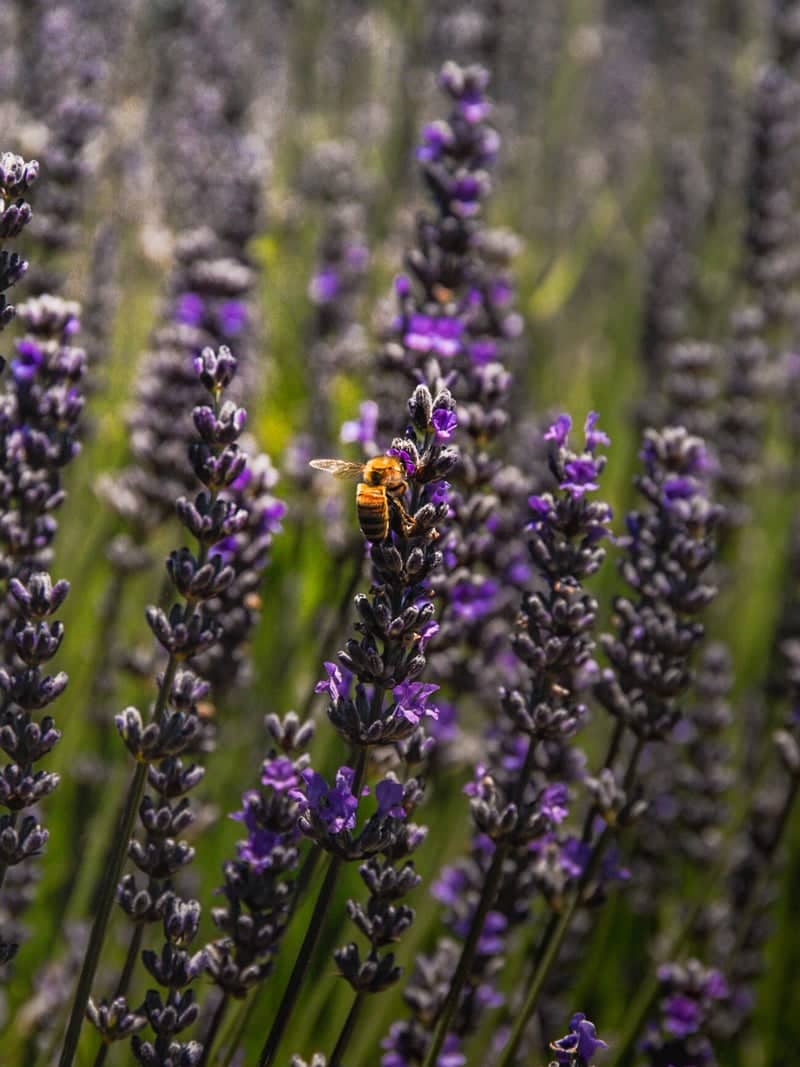 Red Hill Lavender Farm & Distillery - Image 1