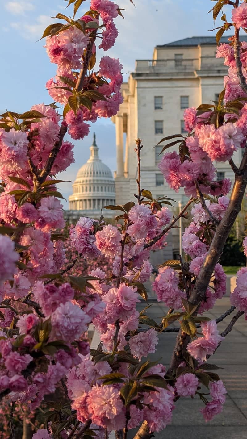 U.S. Capitol from South Capitol Street - Image 1
