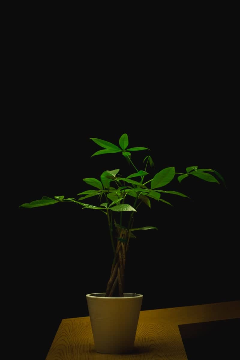 Goshen Office Interior Greenery - Image 1