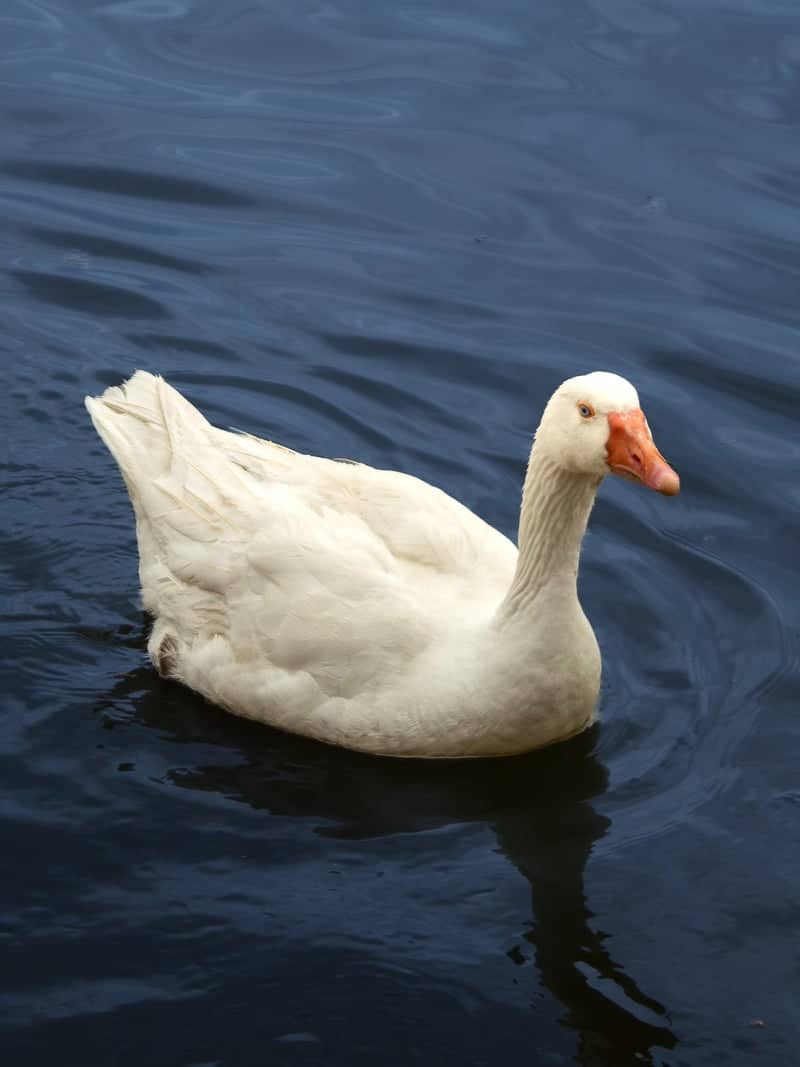 Lake Eymir - Image 1