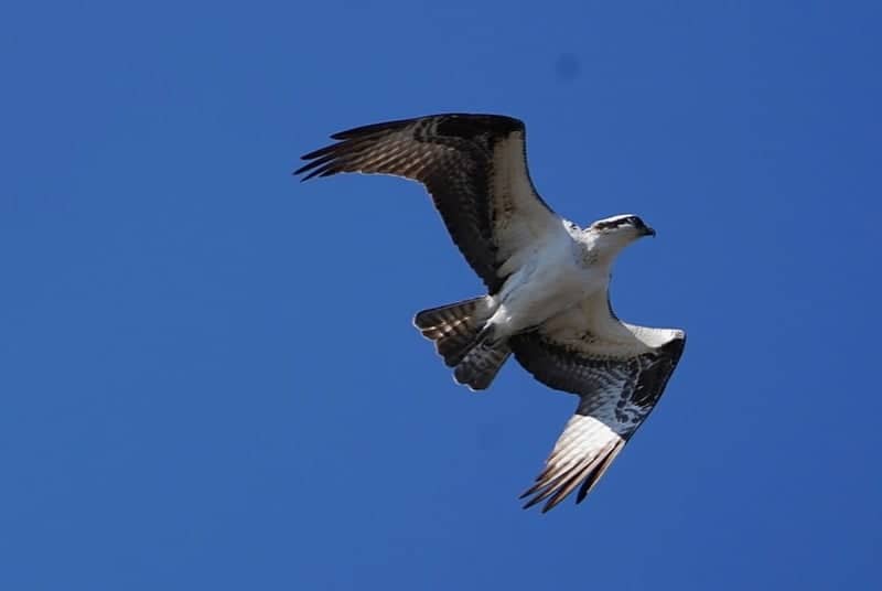 Cape May Point State Park - Image 1