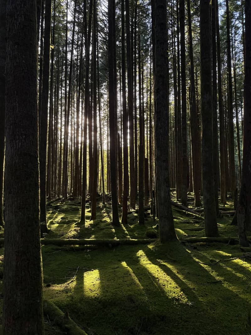 Golden Ears Provincial Park Forest - Image 1