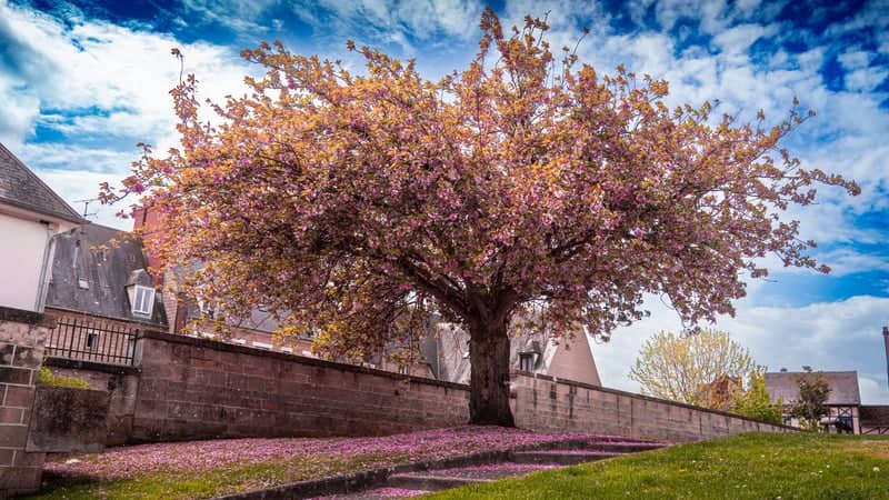Passage du Monarque Cherry Blossom - Image 1
