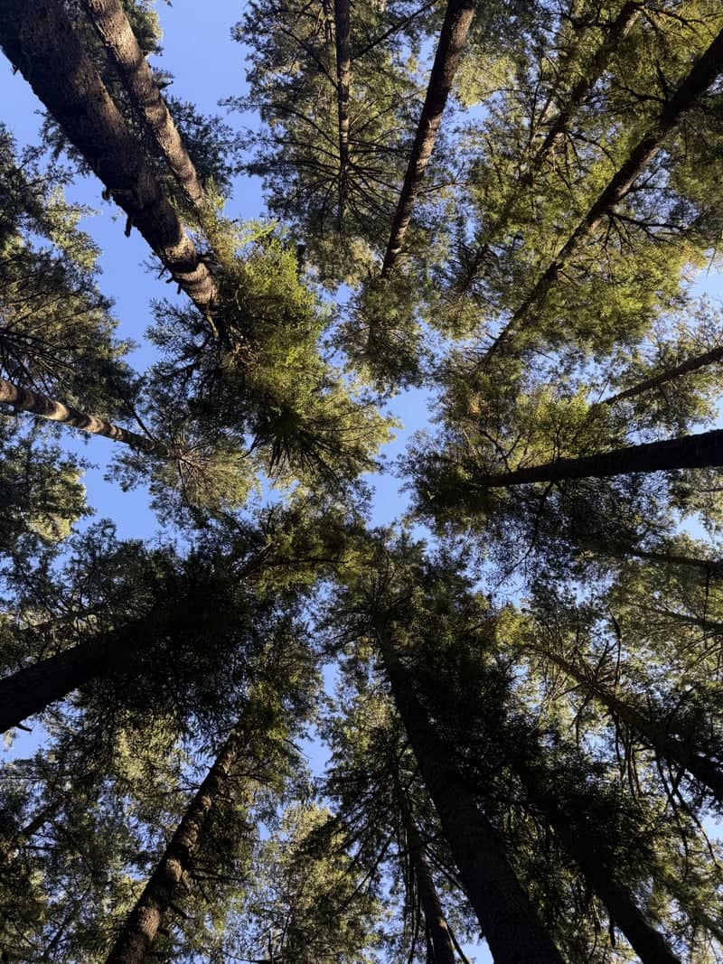 Silver Falls State Park - Image 1